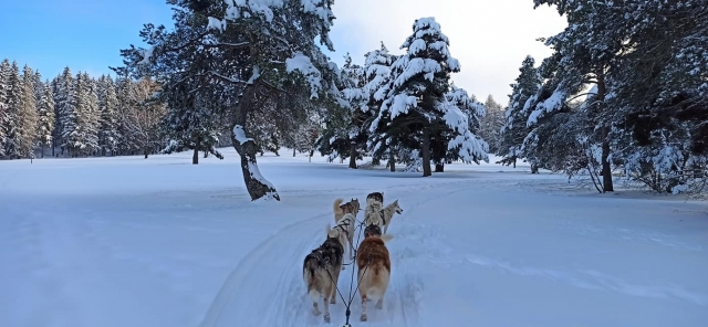  Paseo en trineo por los Alpes del Sur 