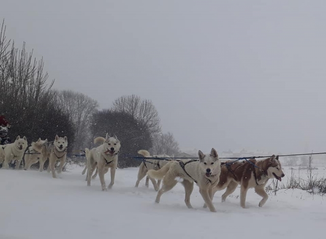  ¡Nuestros perros estarán encantados de mostrarle su región! 