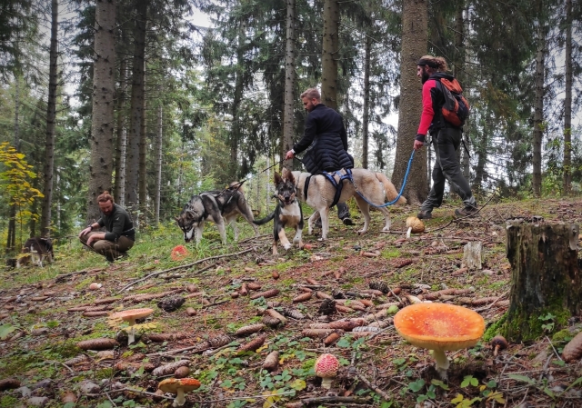  Cani-camicrema en los Altos Alpes en otoño