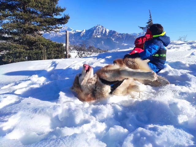  Nuestro husky se divierle con los niños