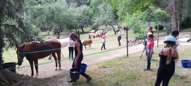  Preparando los ponis para el paseo.