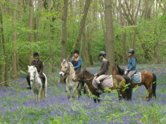  Pbaños a caballo en medio del bosque 