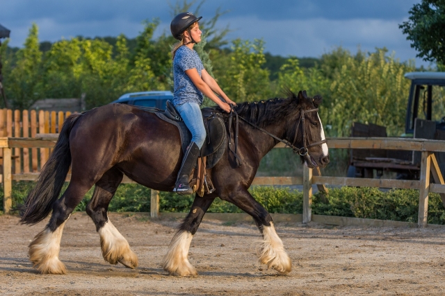  Paseo por los paddocks a caballo 