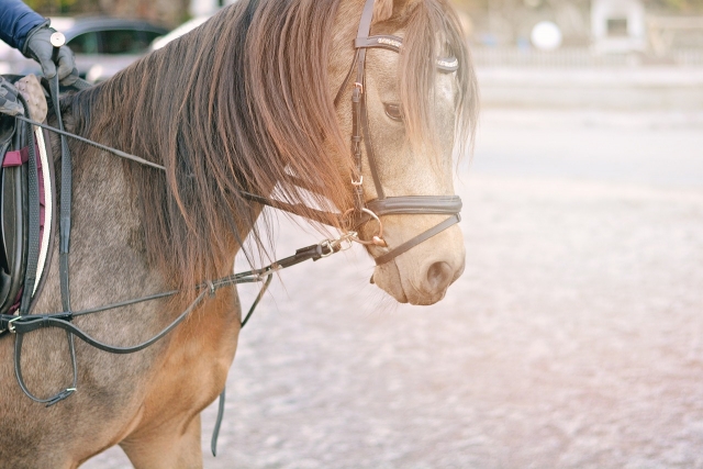  Nuestro caballo está listo para el paseo a caballo 