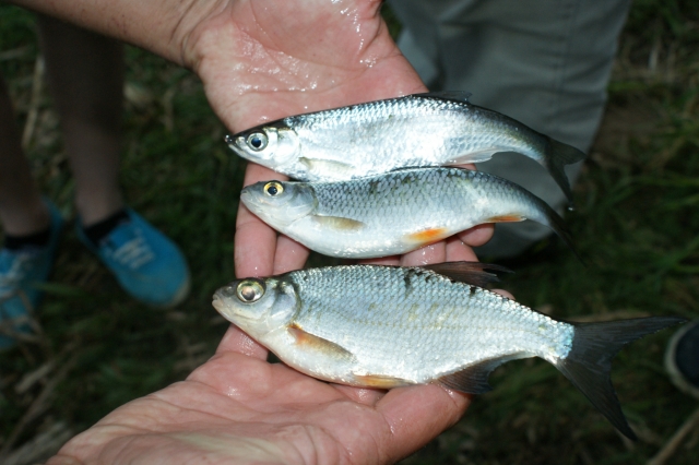  Resultado de la sesión de pesca 