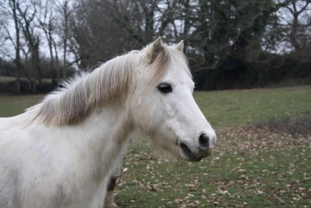  Los ponis son buenos con los niños 