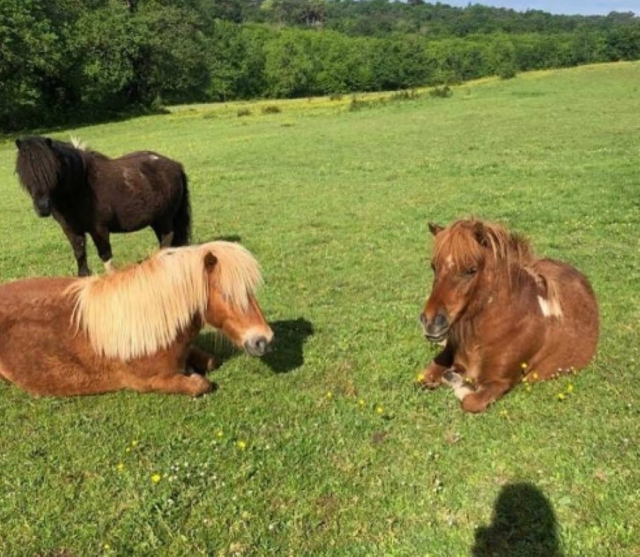 Ponis pastando tranquilamenle en la pradera 