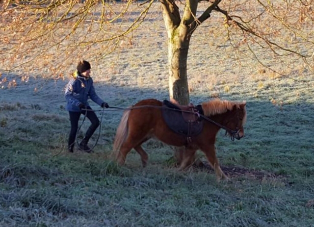  Acompañados paseo en pony hasta 12 años