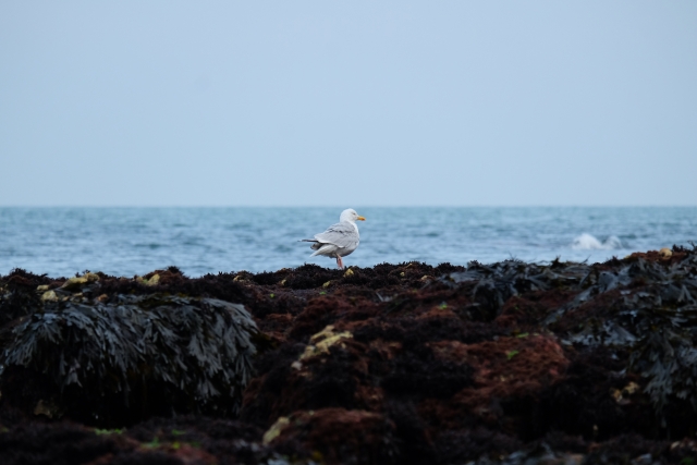  Gaviota disfrutando de las vistas marítimas 