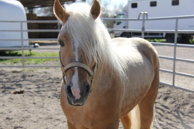 Venga a conocer nuestros caballos 