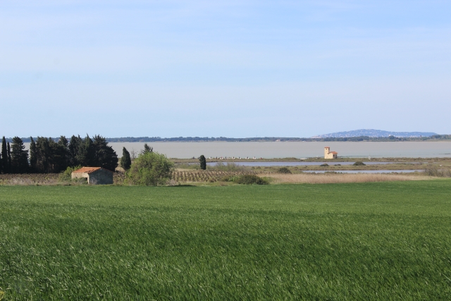 Disfrule de la vista del estanque