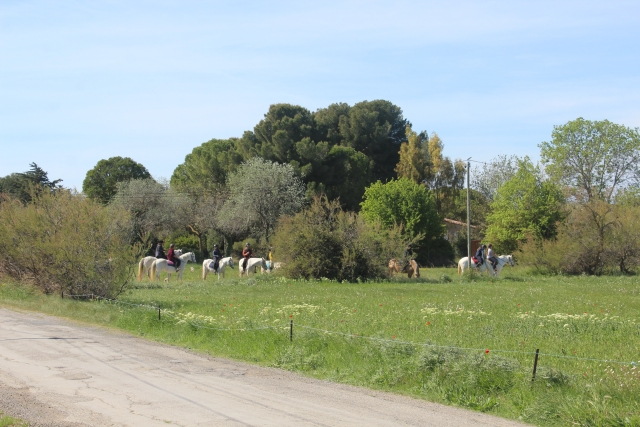 Pausa gastronómica para los caballos