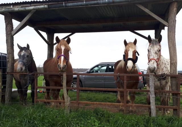 Los caballos le esperan impacientes para ayudarle a descubrir el Yonne 