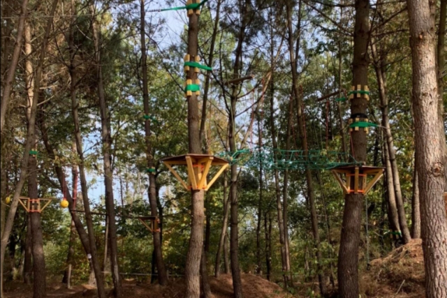 Sesión de escalada de árboles para una aventura deportiva al aire libre 