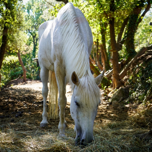 We will share with you our passion for equines -9999- Go hiking on horseback in the surroundings of Mimet 