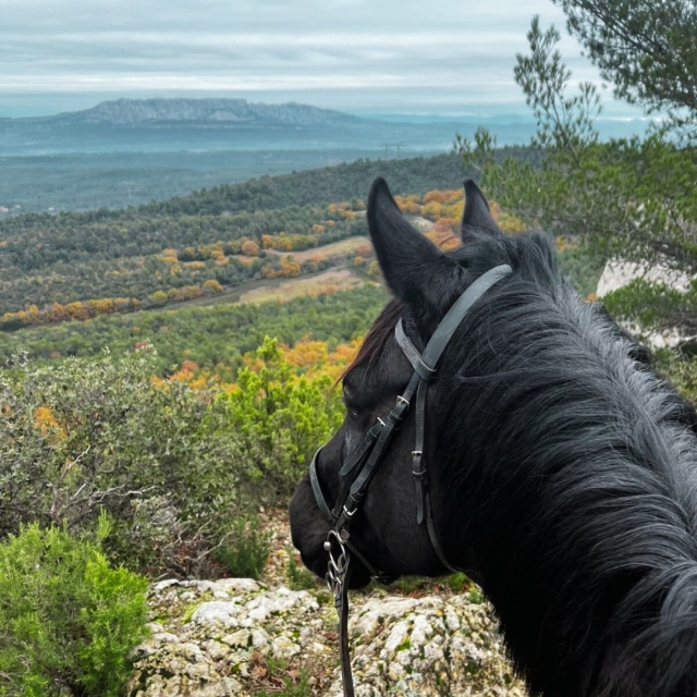  Horses formed by