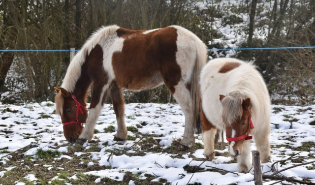Elige su pony para su paseo 