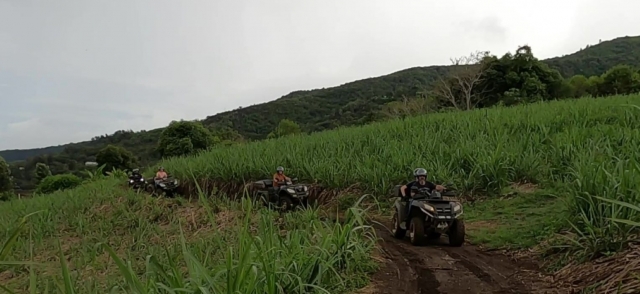 Senderos en los campos de caña de azúcar 