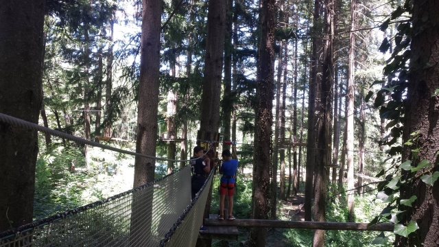  Observa el entorno desde una posición elevada en los arboles