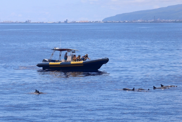  Admiración del espectáculo de delfines desde el barco 