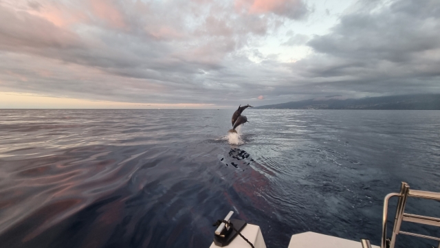  Un fabuloso espectáculo de delfines al atardecer 