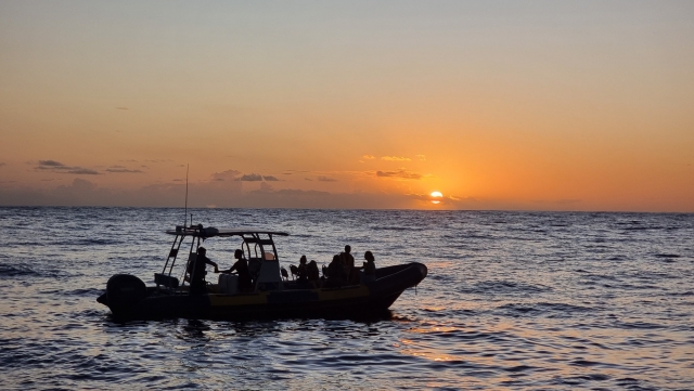  Observación de cetáceos al atardecer 