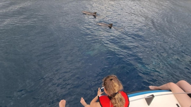  Le ofrecemos el chance de descubrir la vida salvaje del Océano Índico 