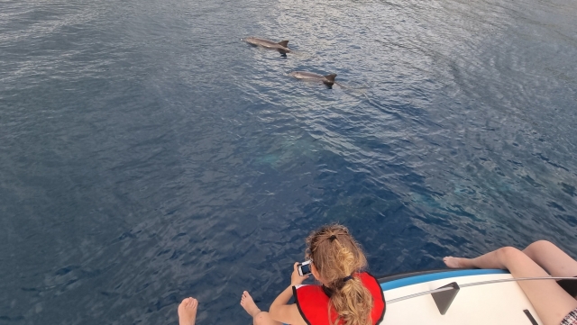 Venga a conocer los animales marinos de la isla 