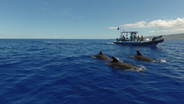  Acércale a los delfines para un momento especial 