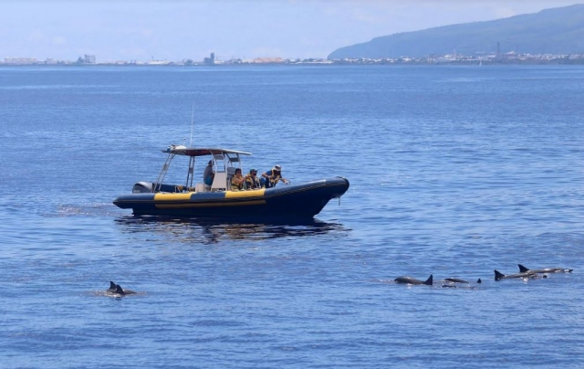  Salga a explorar para ver los delfines 