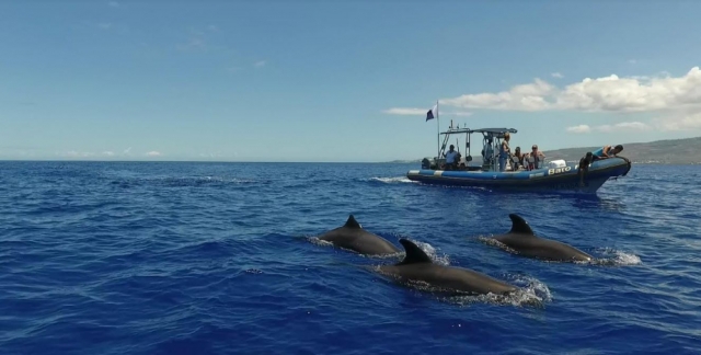  Embárquese en una aventura en barco para descubrir la fauna marítima 