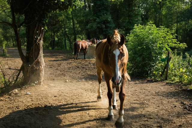 Encuéntrale en nuestro centro ecuestre