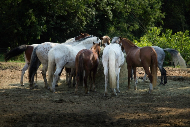 Venga a conocer a nuestros equinos