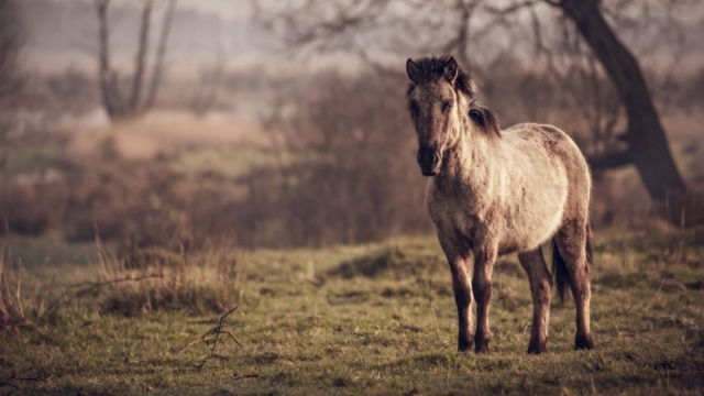 Elige su pony para su camicrema 