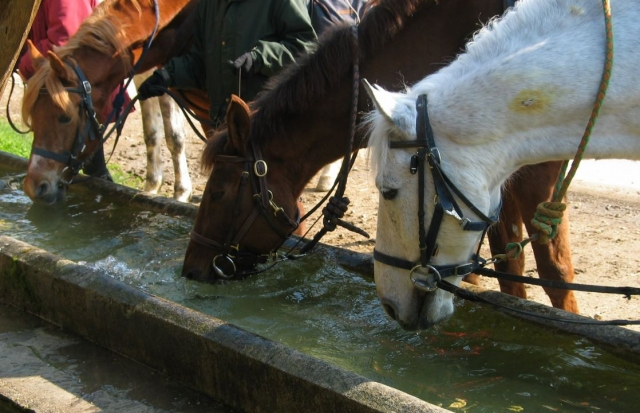 Nuestros caballos son educados con amor y pasión 