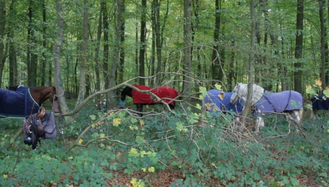  Nuestros caballos le esperan para una excursión a caballo 