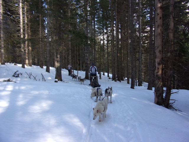 Paseo de invierno con perros en trineo Adolescenle 2H
