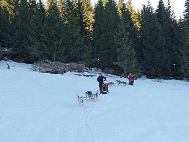  En el cruce de la aventura y la complicidad: el cautivador mundo del mushing le espera 