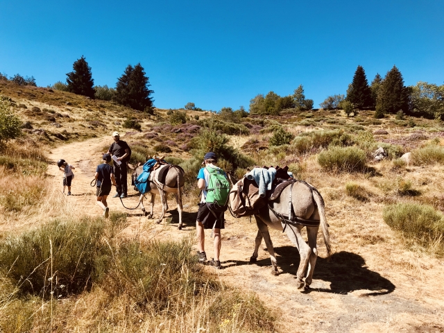 Reserve un renta de pony o burro para un momento inolvidable 