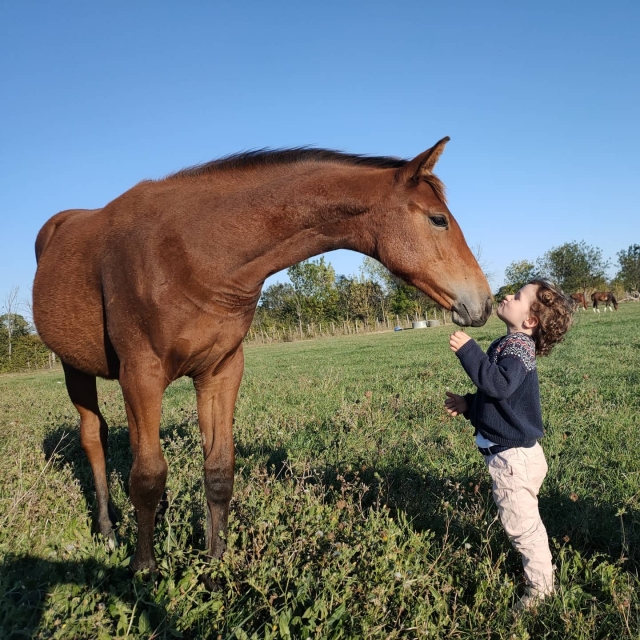 Experimenta el amor y la conexión espiritual de estos animales