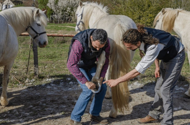  Cuidamos cada día de nuestros caballos 
