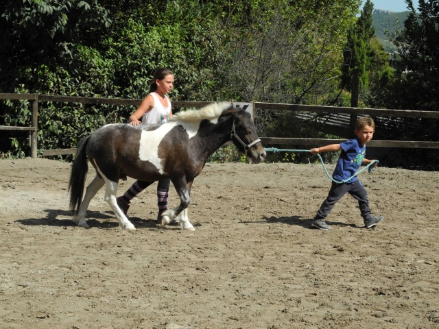  Ponis muy dóciles con los niños 