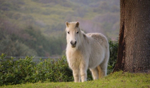  Pony para un entretenido paseo por los Pirineos 