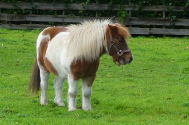  Paseo en pony con instructor 