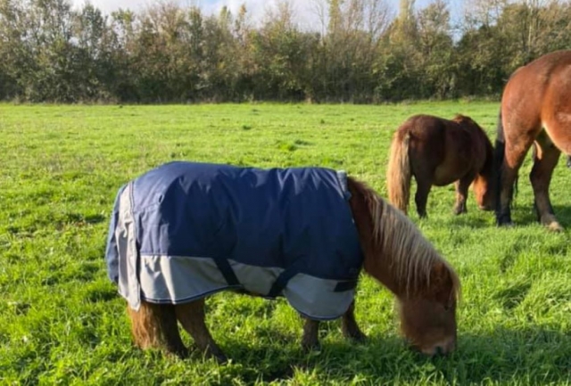  Elige su pony para su ecuestre excursión en Montgivray 