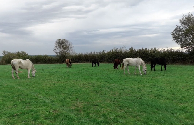  Elige su caballo para su paseo 