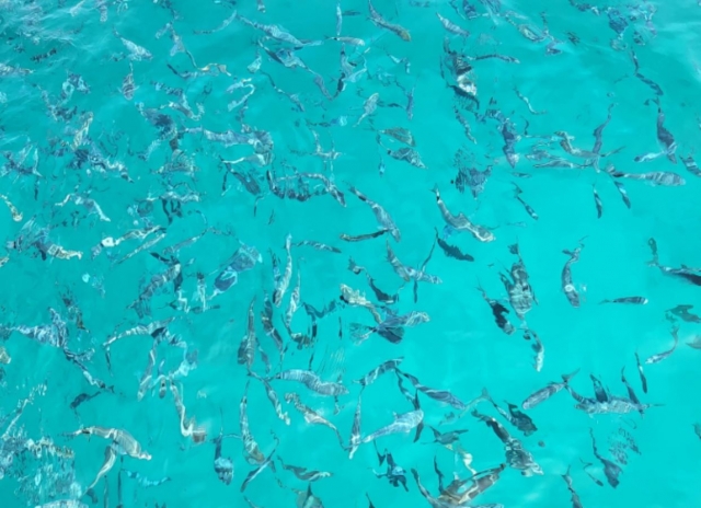 Bancos de peces visibles desde el barco 
