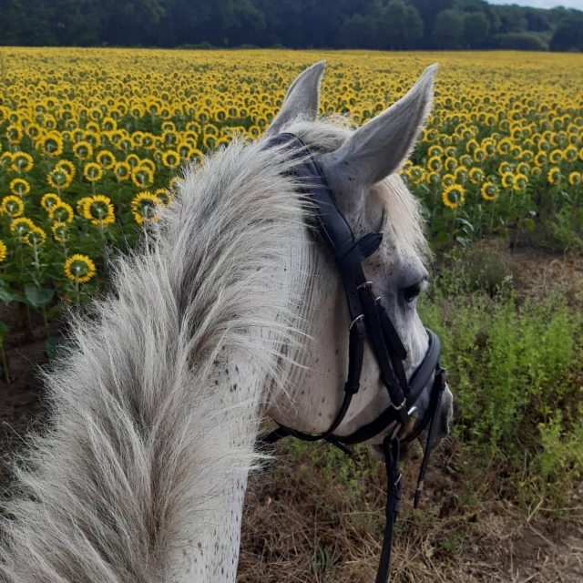 Descubrimiento de paisajes excepcionales del parque natural Haule Vallée de Chevreuse a caballo