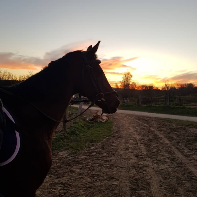 Paseo a caballo al atardecer en Yvelines
