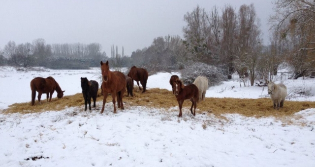  Elige su pony para su camicrema en Longvilliers 